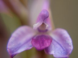 Disa dracomontana flower colours